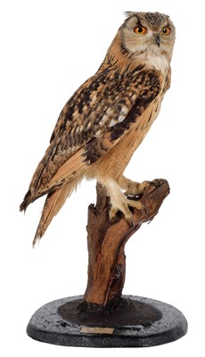 Lot 221 - Taxidermy: Bengal Eagle Owl (Bubo bengalensis),...