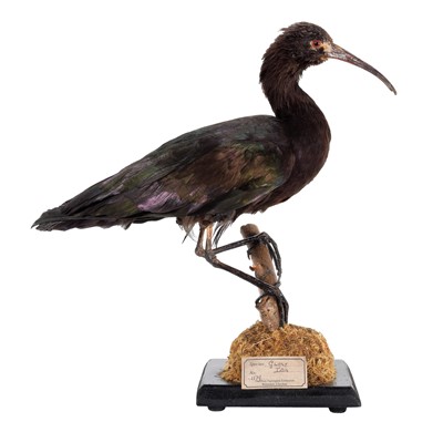 Lot 238 - Taxidermy: A Glossy Ibis (Plegadis...