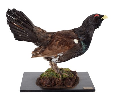 Lot 240 - Taxidermy: A European Capercaillie (Tetrao...