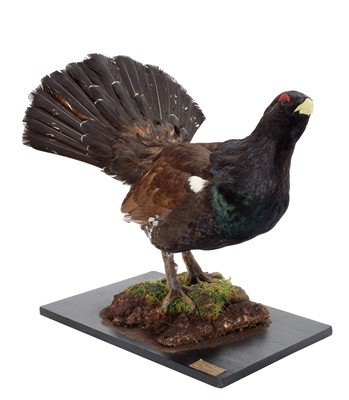 Lot 240 - Taxidermy: A European Capercaillie (Tetrao...