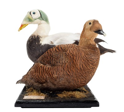 Lot 137 - Taxidermy: A Pair of Spectacled Eider Ducks...