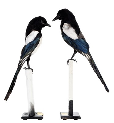 Lot 241 - Taxidermy: A Pair of European Magpies (Pica...