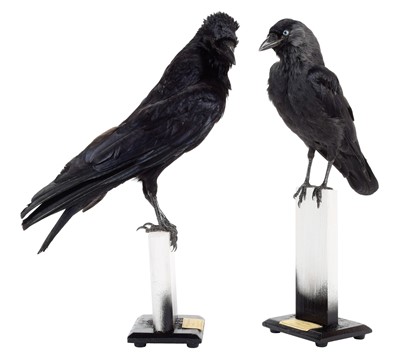 Lot 317 - Taxidermy: A Carrion Crow & Jackdaw (Corvus...