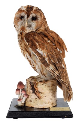 Lot 72 - Taxidermy: A Tawny Owl (Strix aluco), dated...