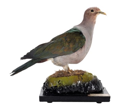 Lot 245 - Taxidermy: A Green Imperial Pigeon (Ducula...
