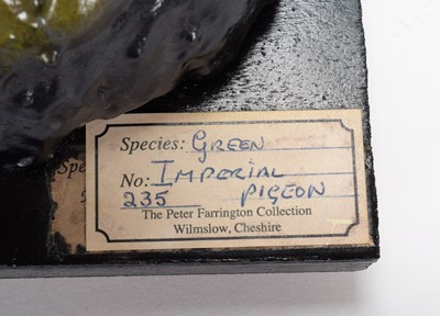Lot 245 - Taxidermy: A Green Imperial Pigeon (Ducula...