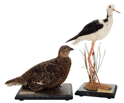 Lot 246 - Taxidermy: A Black Grouse & Black-necked Stilt...