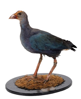 Lot 339 - Taxidermy: A Grey-headed Swamphen (Porphyrio...