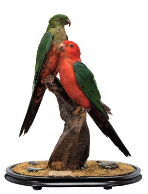 Lot 248 - Taxidermy: A Pair of Australian King Parrot's...