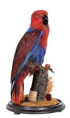 Lot 250 - Taxidermy: A Late Victorian Eclectus Parrot...