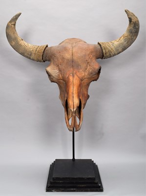 Lot 276 - Skulls/Anatomy: An Extinct Steppe Bison Skull...