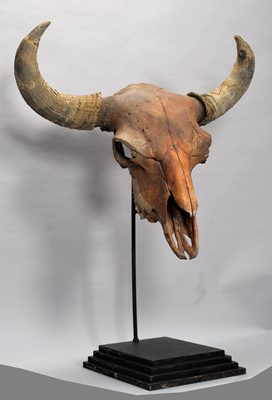 Lot 276 - Skulls/Anatomy: An Extinct Steppe Bison Skull...