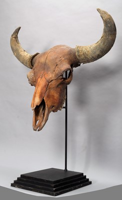 Lot 276 - Skulls/Anatomy: An Extinct Steppe Bison Skull...