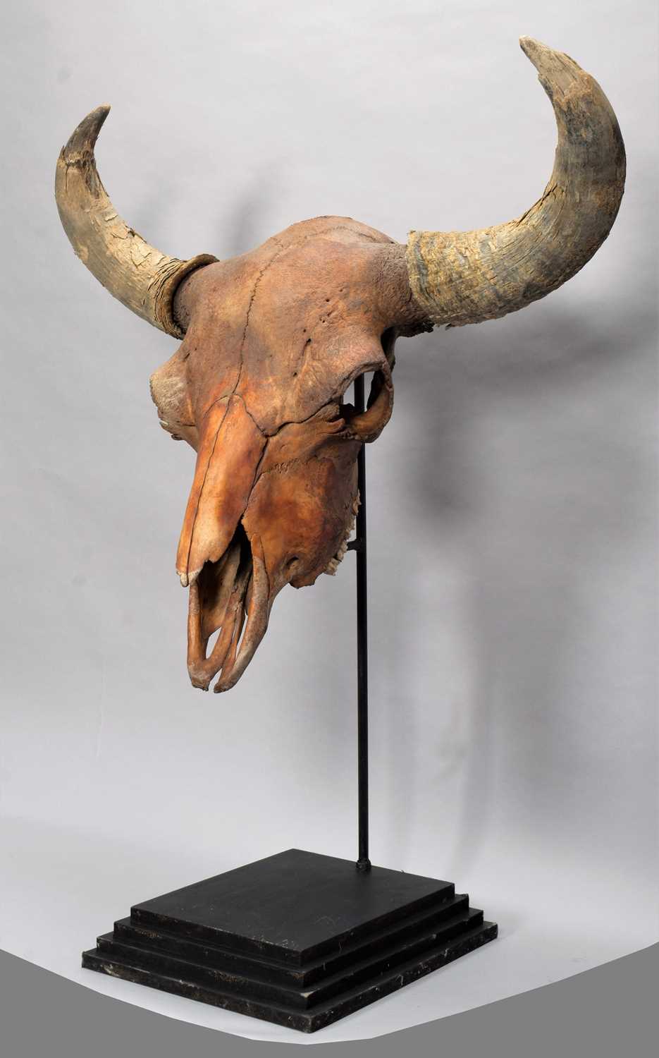 Lot 276 - Skulls/Anatomy: An Extinct Steppe Bison