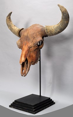 Lot 276 - Skulls/Anatomy: An Extinct Steppe Bison Skull...