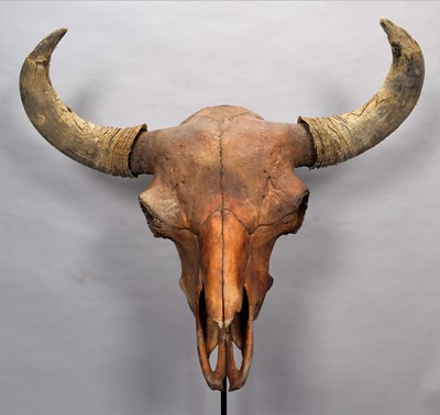 Lot 276 - Skulls/Anatomy: An Extinct Steppe Bison Skull...