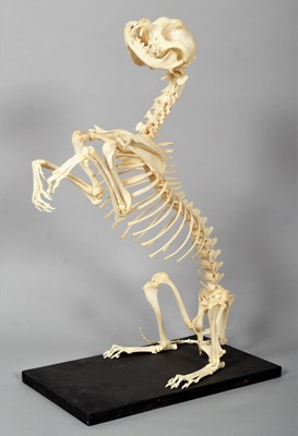 Lot 252 - Skeletons: A Complete King Charles Cavalier...