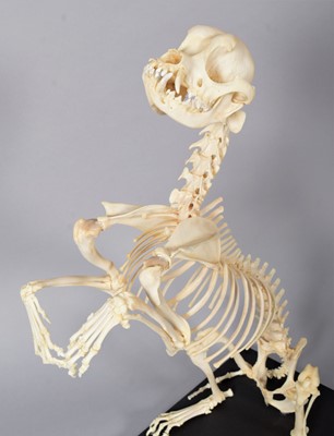 Lot 252 - Skeletons: A Complete King Charles Cavalier...