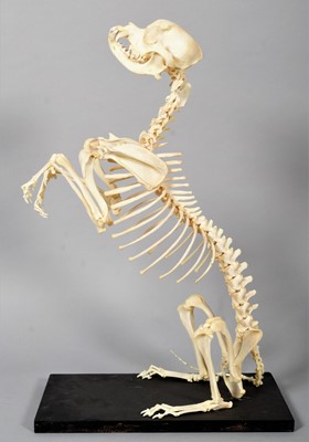 Lot 252 - Skeletons: A Complete King Charles Cavalier...