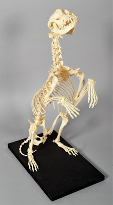 Lot 252 - Skeletons: A Complete King Charles Cavalier...