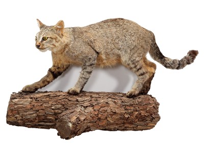 Lot 251 - Taxidermy: African Wild Cat (Felis lybica),...