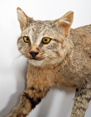 Lot 251 - Taxidermy: African Wild Cat (Felis lybica),...