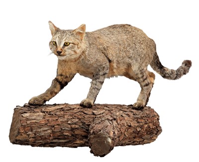 Lot 251 - Taxidermy: African Wild Cat (Felis lybica),...