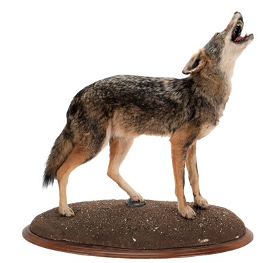 Lot 345 - Taxidermy: North American Coyote (Canis...