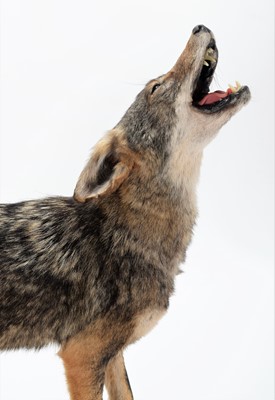 Lot 345 - Taxidermy: North American Coyote (Canis...