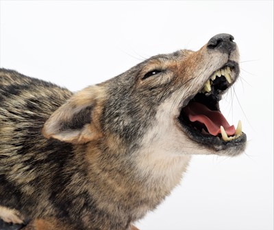 Lot 345 - Taxidermy: North American Coyote (Canis...