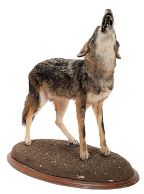 Lot 345 - Taxidermy: North American Coyote (Canis...