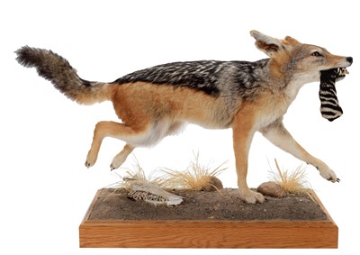Lot 242 - Taxidermy: A Black-backed Jackal (Lupulella...