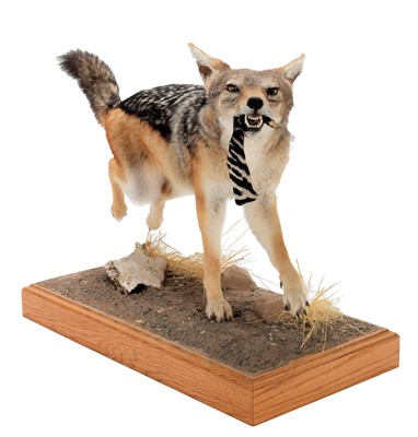 Lot 242 - Taxidermy: A Black-backed Jackal (Lupulella...