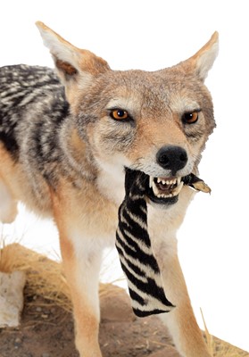 Lot 242 - Taxidermy: A Black-backed Jackal (Lupulella...