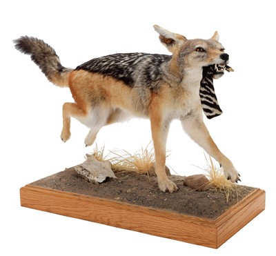 Lot 242 - Taxidermy: A Black-backed Jackal (Lupulella...