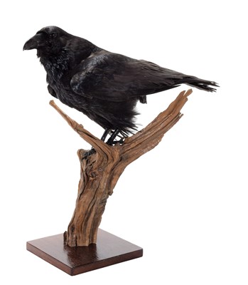 Lot 255 - Taxidermy: Common Raven (Corvus corax), modern,...