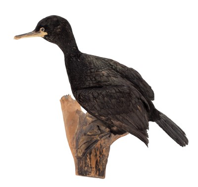 Lot 257 - Taxidermy: A European Shag (Phalacrocorax...