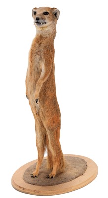 Lot 296 - Taxidermy: A Yellow Mongoose (Cynictis...