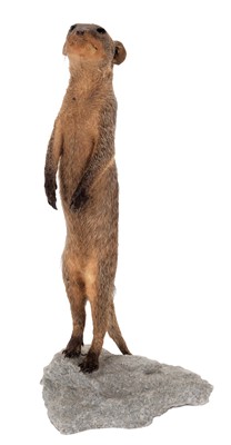 Lot 261 - Taxidermy: A Banded Mongoose (Mungos mungo),...