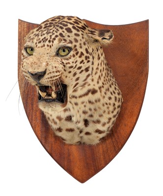 Lot 292 - Taxidermy: Indian Leopard (Panthera pardus...