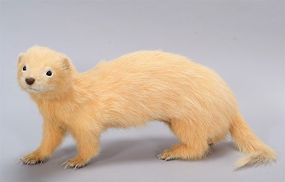 Lot 274 - Taxidermy: A Leucistic European Polecat...