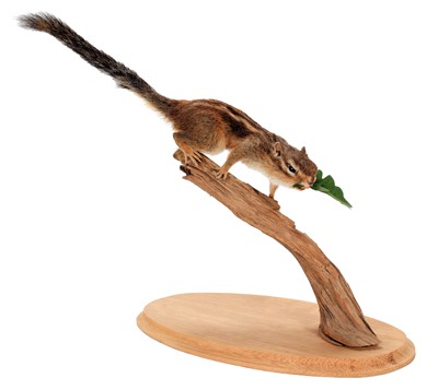 Lot 273 - Taxidermy: Eastern Chipmunk (Tamias striatus),...