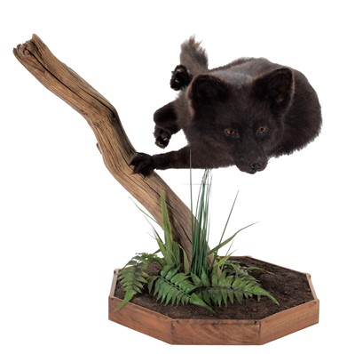 Lot 269 - Taxidermy: A Melanistic European Red Fox...