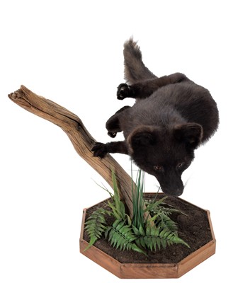 Lot 269 - Taxidermy: A Melanistic European Red Fox...