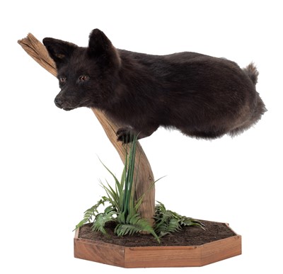 Lot 269 - Taxidermy: A Melanistic European Red Fox...