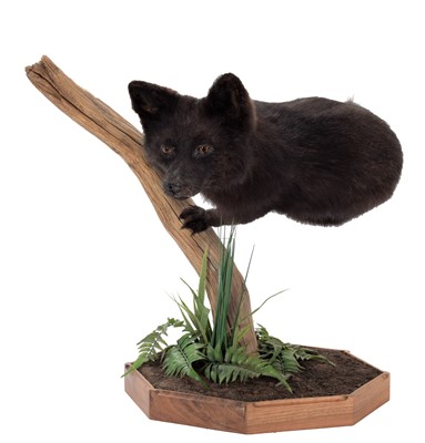 Lot 269 - Taxidermy: A Melanistic European Red Fox...