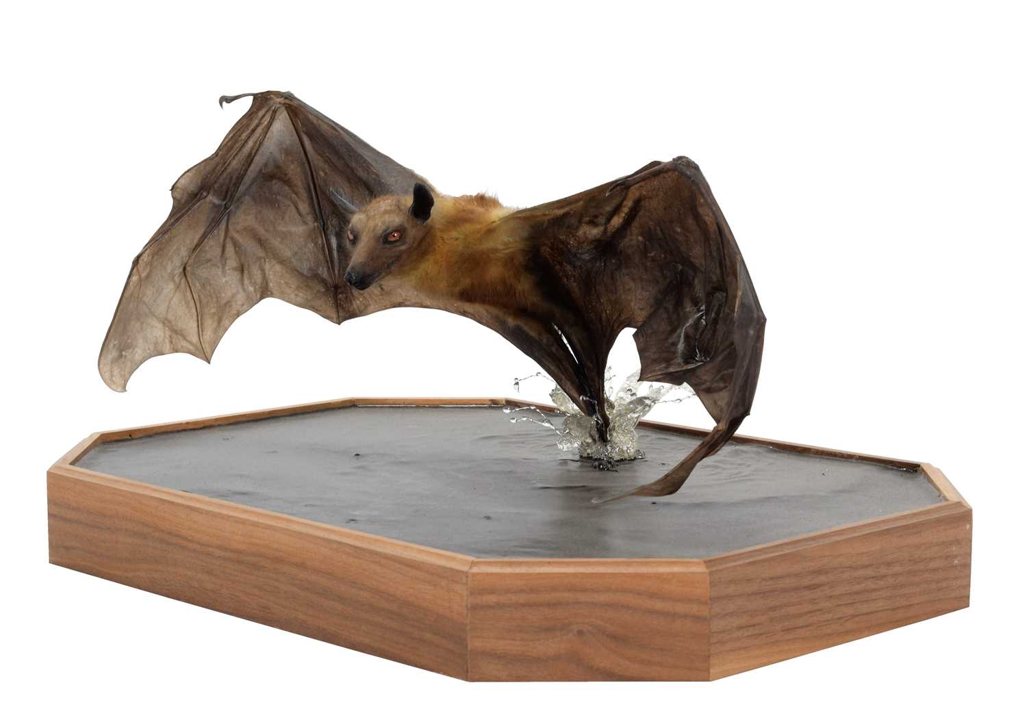 Lot 271 - Taxidermy: A Straw-coloured Fruit Bat (Eidolon...