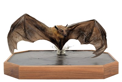 Lot 271 - Taxidermy: A Straw-coloured Fruit Bat (Eidolon...