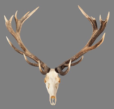 Lot 285 - Antlers/Horns: Hungarian Red Deer Antlers...