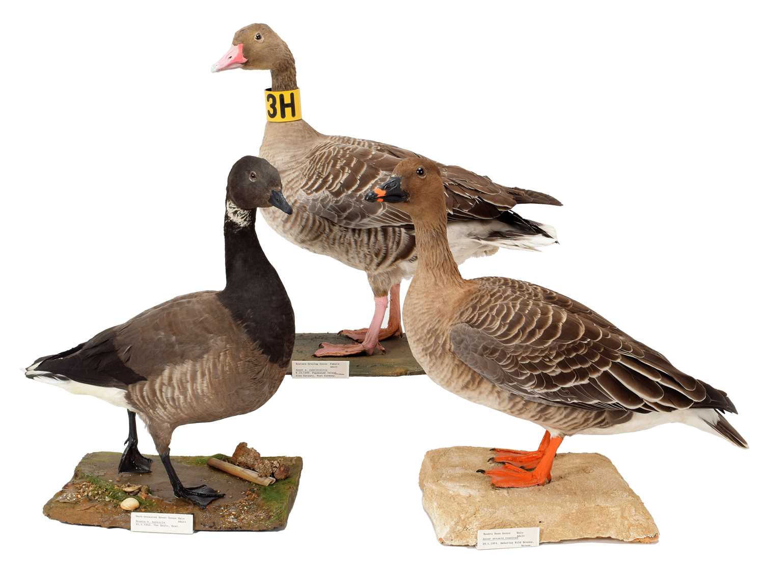 Lot 282 Taxidermy A Group of Three Geese, dated